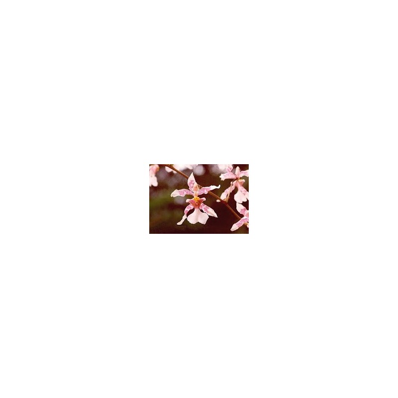 Esencia Orquídea 