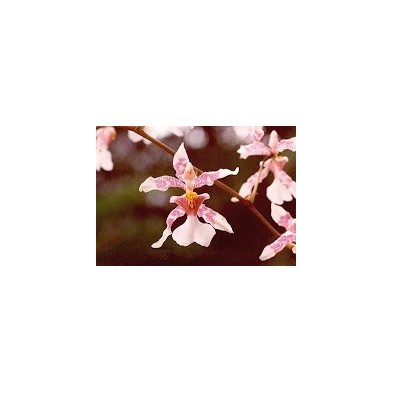 Esencia Orquídea Canal