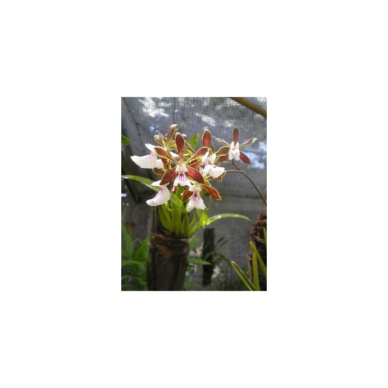 Esencia Orquídea  