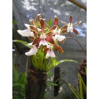 Esencia Orquídea  Chocolate