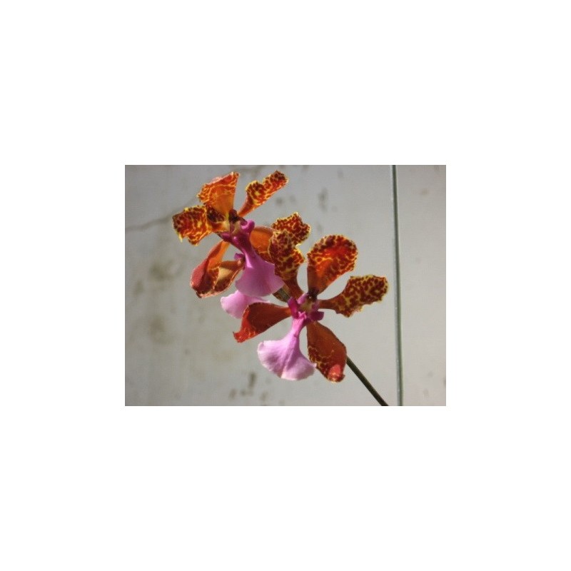 Esencia Orquídea  