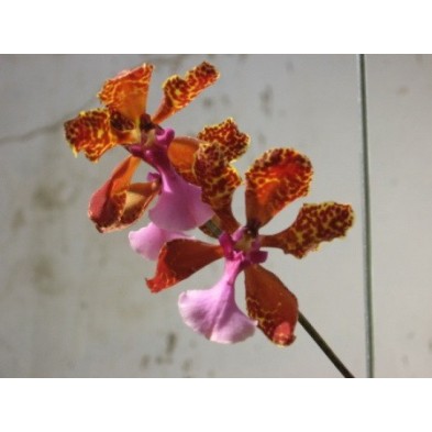 Esencia Orquídea  Color