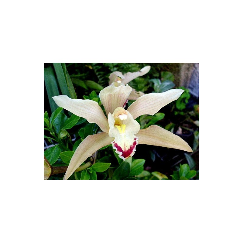Esencia Orquídea  