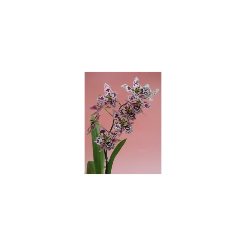 Esencia Orquídea  