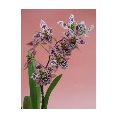 Esencia Orquídea Corazón