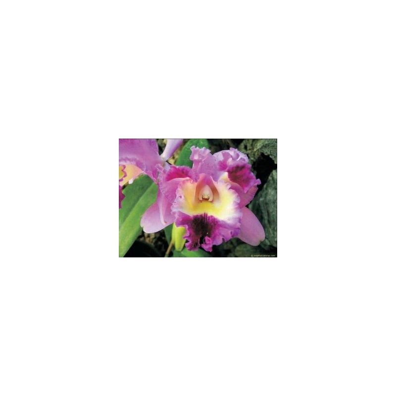 Esencia Orquídea  