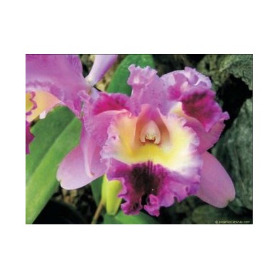 Esencia Orquídea Deva