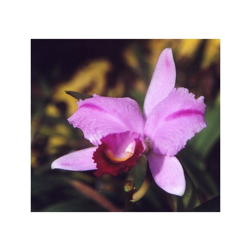 Esencia Orquídea  