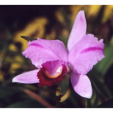 Esencia Orquídea Inspiración