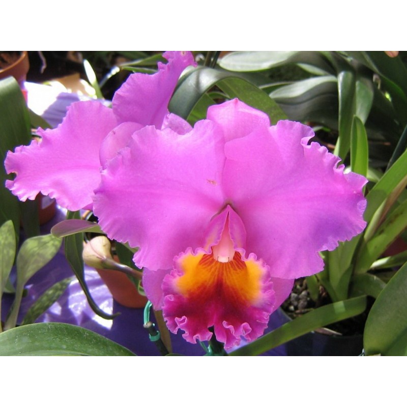 Esencia Orquídea  