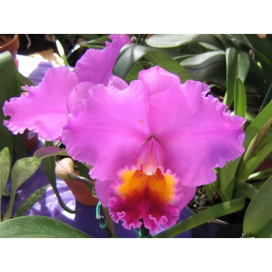 Esencia Orquídea Ser Superior