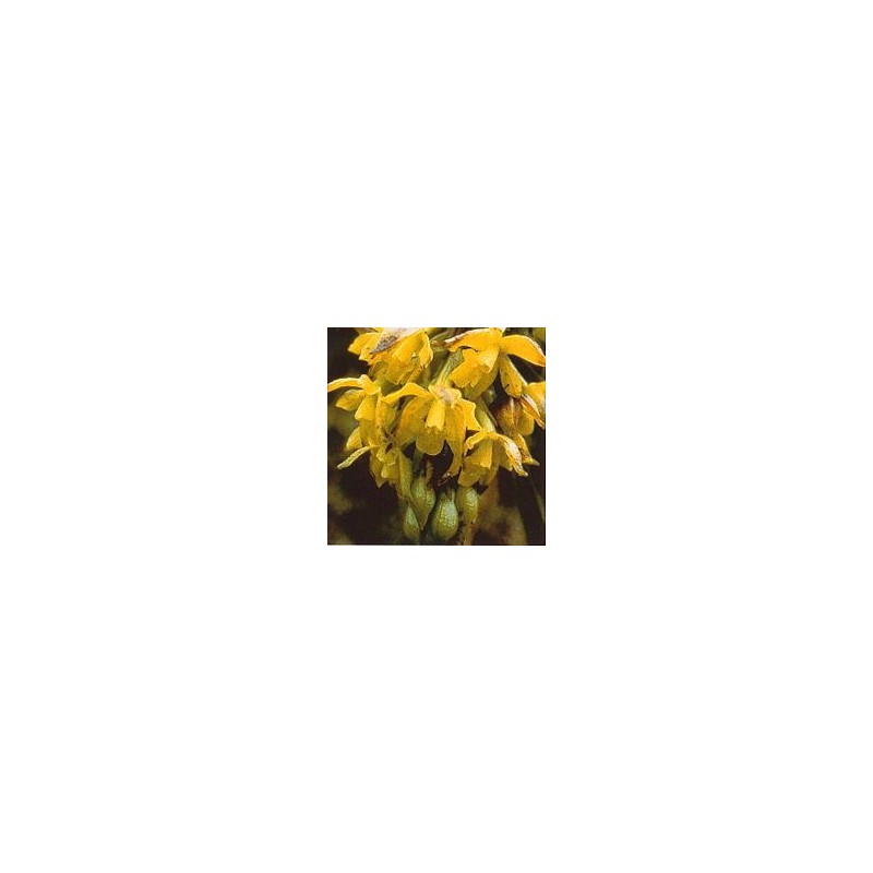 Esencia Orquídea  