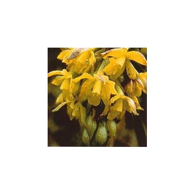 Esencia Orquídea Sol