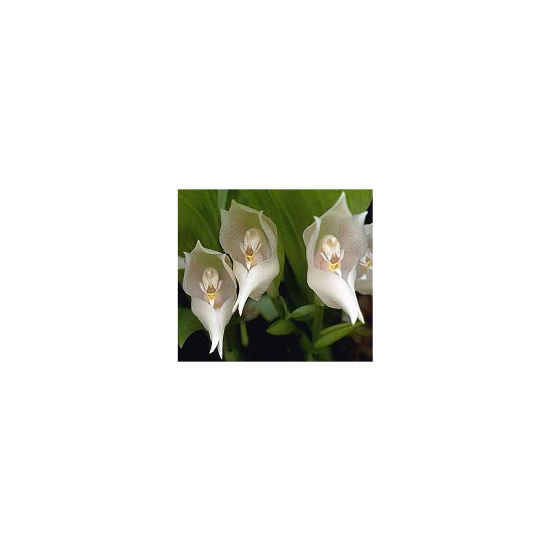 Esencia Orquídea  