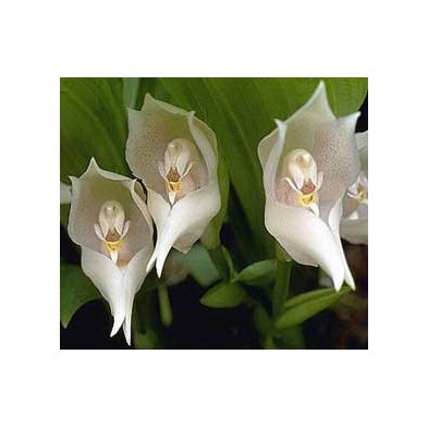 Esencia Orquídea Venus 