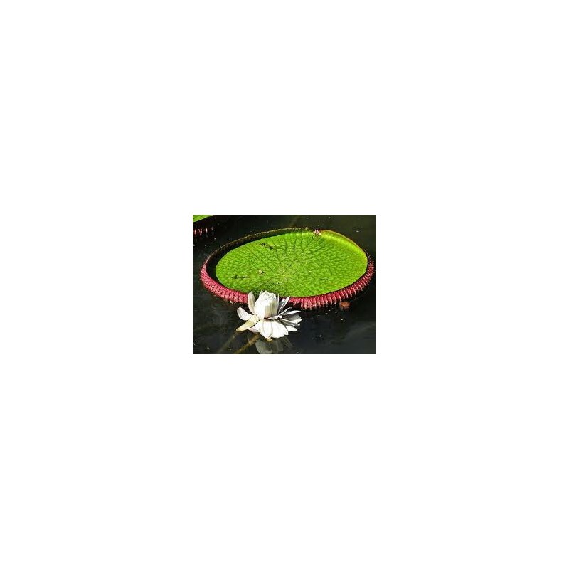 Esencia Orquídea  