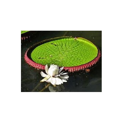 Esencia Orquídea Victoria Regia 