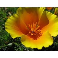 Esencia Silvestre Amapola de California