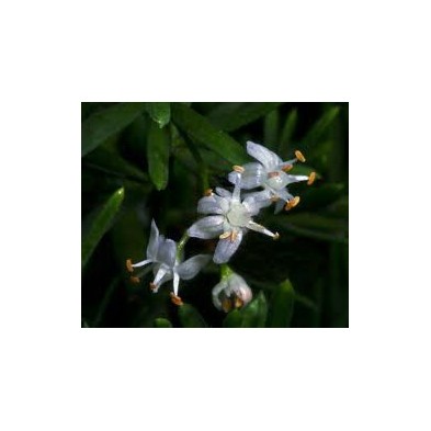 Esencia Silvestre de Esparraguera