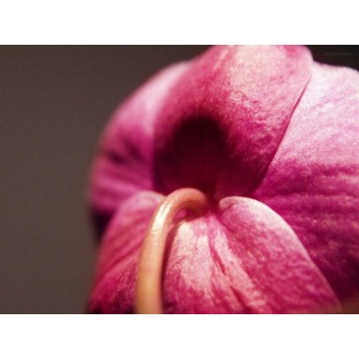 Esencia Silvestre de Fucsia