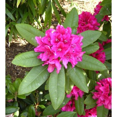 Esencia Silvestre de Rododendro 