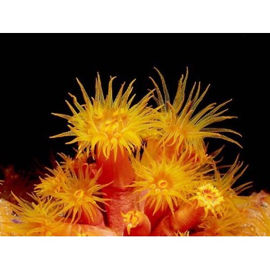 Esencia de Coral