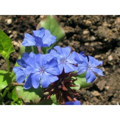 Esencia de Ceratostigma
