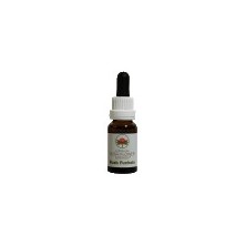 Alpine Mint Bush