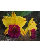 orquídeas europeas, terapia vibracional,  energía de equilibrio, dr.bach, esencias florales, 