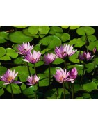Flores Silvestres